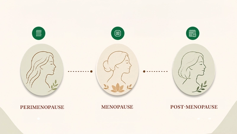 Stages of Menopause 